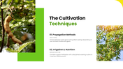 301939-tamarind-cultivation-08