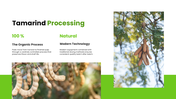 301939-tamarind-cultivation-09