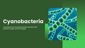 Explore cyanobacteria, their cell structure, nitrogen fixation, photosynthesis, ecology, and biotech uses. - slide 1