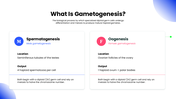 Explore gametogenesis, meiosis, spermatogenesis, oogenesis, hormonal regulation, and gamete formation. - slide 2