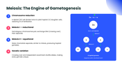Explore gametogenesis, meiosis, spermatogenesis, oogenesis, hormonal regulation, and gamete formation. - slide 3