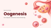 Oogenesis diagram showing oocyte development, follicle growth, meiosis, maturation, and egg formation stages. - slide 1