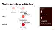 Oogenesis diagram showing oocyte development, follicle growth, meiosis, maturation, and egg formation stages. - slide 3