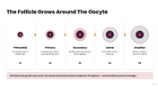 Oogenesis diagram showing oocyte development, follicle growth, meiosis, maturation, and egg formation stages. - slide 6