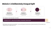 Oogenesis diagram showing oocyte development, follicle growth, meiosis, maturation, and egg formation stages. - slide 7