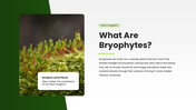 Bryophytes presentation covering mosses, liverworts, hornworts, structure, reproduction, and life cycle. - slide 2