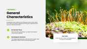 Bryophytes presentation covering mosses, liverworts, hornworts, structure, reproduction, and life cycle. - slide 3