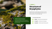Bryophytes presentation covering mosses, liverworts, hornworts, structure, reproduction, and life cycle. - slide 4