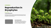 Bryophytes presentation covering mosses, liverworts, hornworts, structure, reproduction, and life cycle. - slide 5