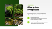 Bryophytes presentation covering mosses, liverworts, hornworts, structure, reproduction, and life cycle. - slide 6