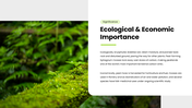 Bryophytes presentation covering mosses, liverworts, hornworts, structure, reproduction, and life cycle. - slide 9