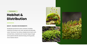 Bryophytes presentation covering mosses, liverworts, hornworts, structure, reproduction, and life cycle. - slide 10