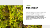 Bryophytes presentation covering mosses, liverworts, hornworts, structure, reproduction, and life cycle. - slide 11
