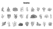 Bryophytes presentation covering mosses, liverworts, hornworts, structure, reproduction, and life cycle. - slide 12