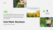 Corn Field PPT cover showing corn growth stages, soil requirements, and modern farming techniques. - slide 3