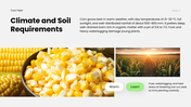 Corn Field PPT cover showing corn growth stages, soil requirements, and modern farming techniques. - slide 4