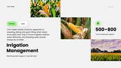 Corn Field PPT cover showing corn growth stages, soil requirements, and modern farming techniques. - slide 6
