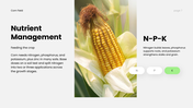 Corn Field PPT cover showing corn growth stages, soil requirements, and modern farming techniques. - slide 7