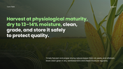 Corn Field PPT cover showing corn growth stages, soil requirements, and modern farming techniques. - slide 11