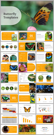A pack of butterfly slides with various sections on butterfly species, characteristics, habitats, and lifecycle.