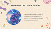 401308-biology-subject-for-middle-school-cell-cycle-and-mitosis-02