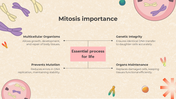 401308-biology-subject-for-middle-school-cell-cycle-and-mitosis-12