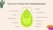 401346-biology-subject-for-high-school-algae-and-fungi-05