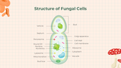 401346-biology-subject-for-high-school-algae-and-fungi-09