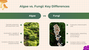 401346-biology-subject-for-high-school-algae-and-fungi-13