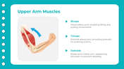 401347-biology-subject-for-high-school-upper-lower-arm-muscles-06