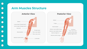 401347-biology-subject-for-high-school-upper-lower-arm-muscles-08