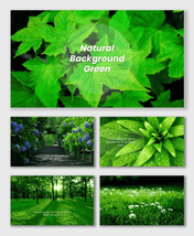 Natural background green presentation with fresh leaves, dew drops, sunlight, grass field, and calm forest scenery.