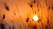 401368-light-nature-background-04
