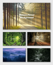 Nature Forest Background with sunlight filtering through tall trees, misty paths, and lush green woodland.