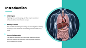 401478-human-lungs-presentation-02