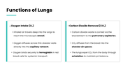 401478-human-lungs-presentation-05