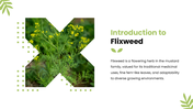 401539-flixweed-02
