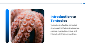 Tentacle preesentation overview with octopus, squid, jellyfish, sea anemone, adaptations, and research applications. - slide 2