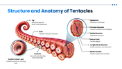 Tentacle preesentation overview with octopus, squid, jellyfish, sea anemone, adaptations, and research applications. - slide 3