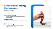 Tentacle preesentation overview with octopus, squid, jellyfish, sea anemone, adaptations, and research applications. - slide 6