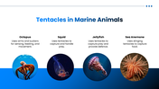 Tentacle preesentation overview with octopus, squid, jellyfish, sea anemone, adaptations, and research applications. - slide 7