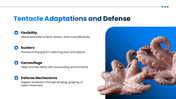 Tentacle preesentation overview with octopus, squid, jellyfish, sea anemone, adaptations, and research applications. - slide 8