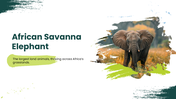 African Savanna Elephant presentation in grassland with habitat, diet, social behavior, threats, and conservation. - slide 1