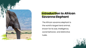 African Savanna Elephant presentation in grassland with habitat, diet, social behavior, threats, and conservation. - slide 2