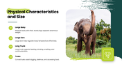 African Savanna Elephant presentation in grassland with habitat, diet, social behavior, threats, and conservation. - slide 3