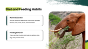 African Savanna Elephant presentation in grassland with habitat, diet, social behavior, threats, and conservation. - slide 5