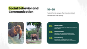 African Savanna Elephant presentation in grassland with habitat, diet, social behavior, threats, and conservation. - slide 6