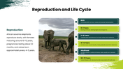 African Savanna Elephant presentation in grassland with habitat, diet, social behavior, threats, and conservation. - slide 7