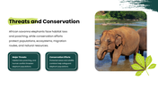 African Savanna Elephant presentation in grassland with habitat, diet, social behavior, threats, and conservation. - slide 8