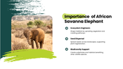 African Savanna Elephant presentation in grassland with habitat, diet, social behavior, threats, and conservation. - slide 9